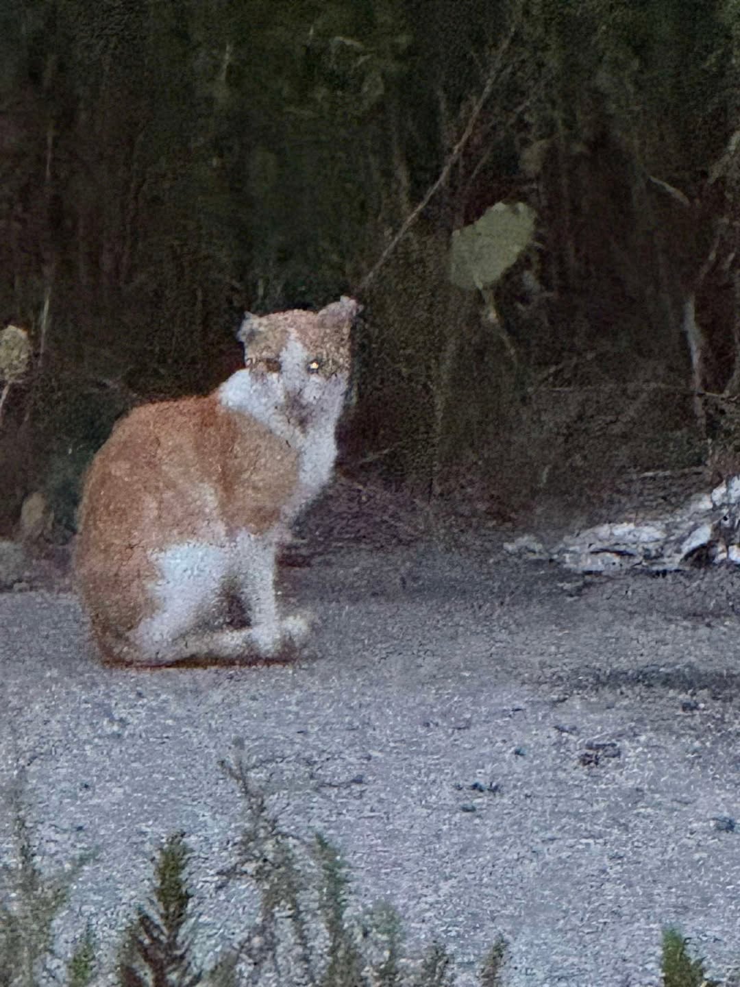 Found cat