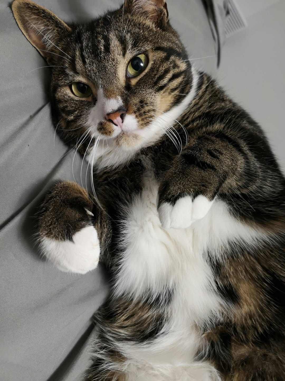 Lost Cat in Kitchener