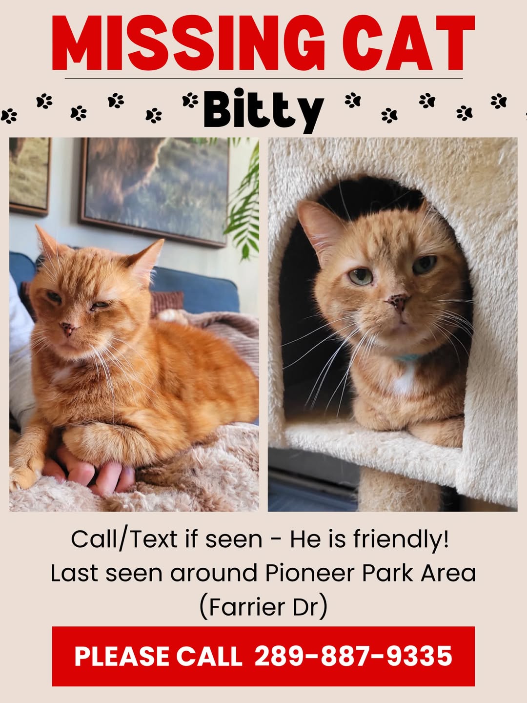 Lost Cat in Pioneer Park