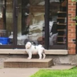 Found dog