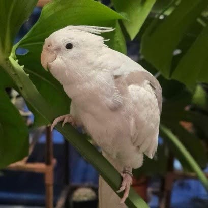 Lost bird