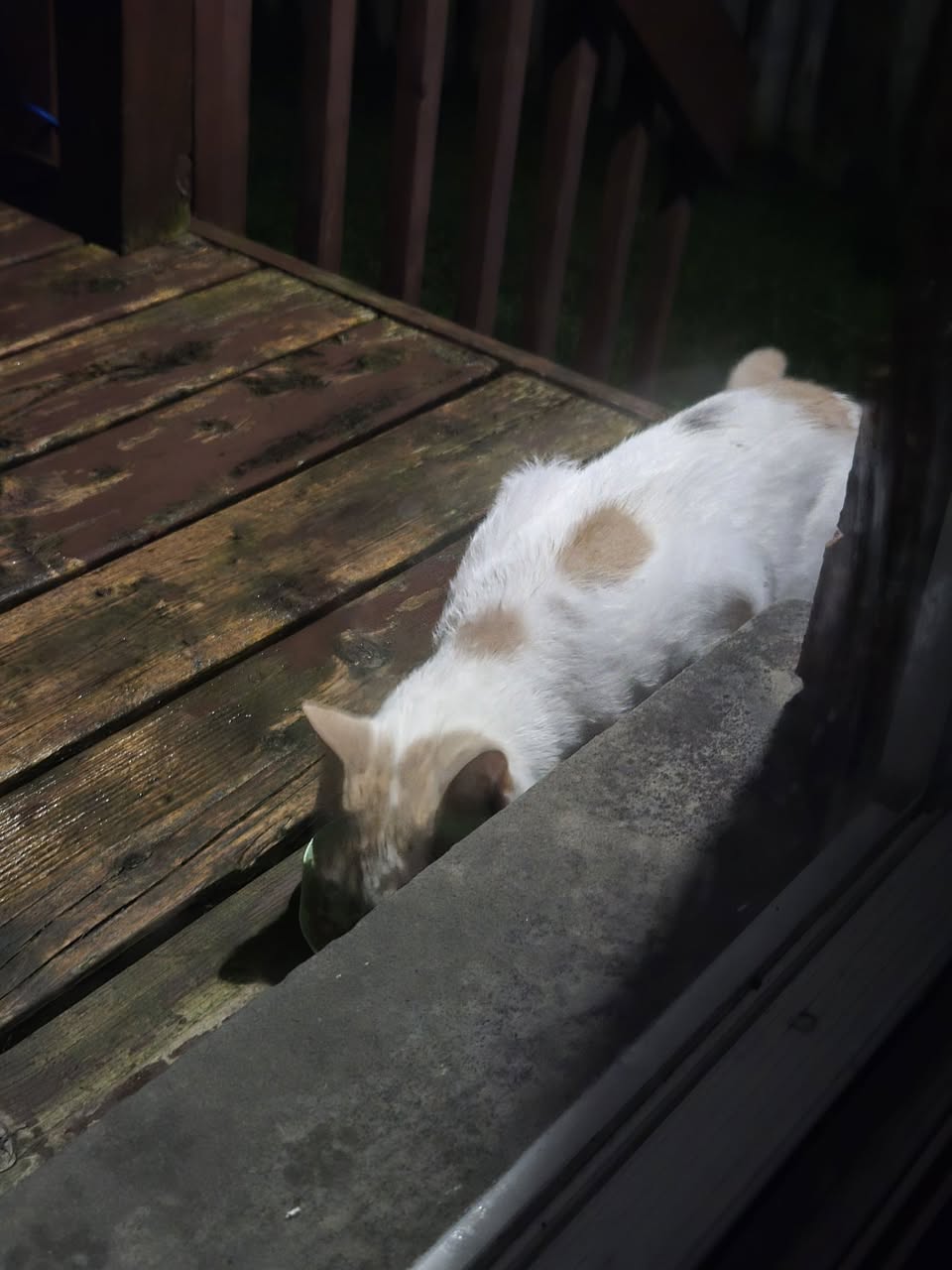 Found cat