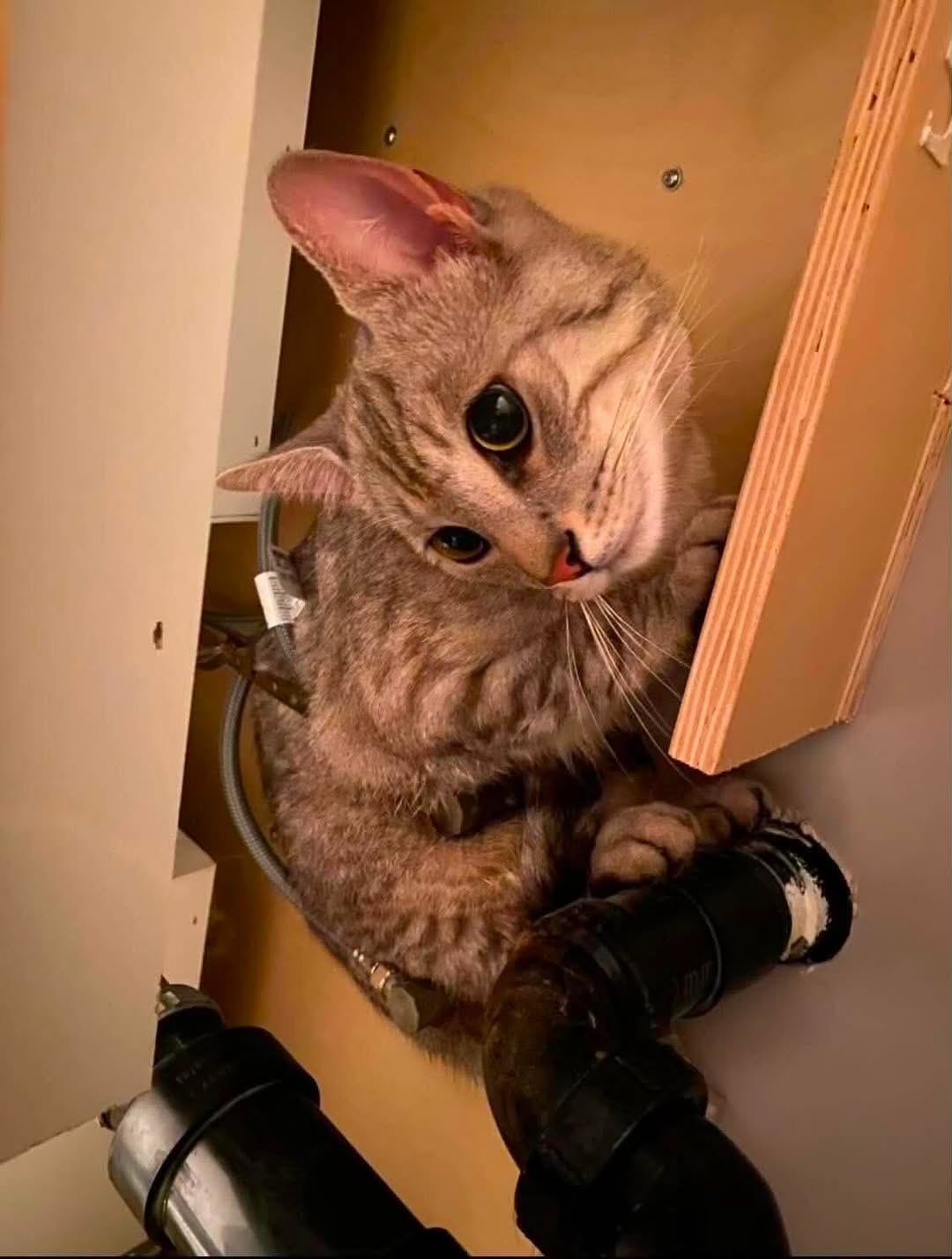 Found cat