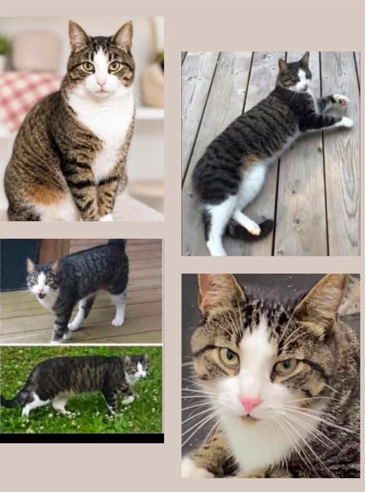 Lost Cat in Kitchener