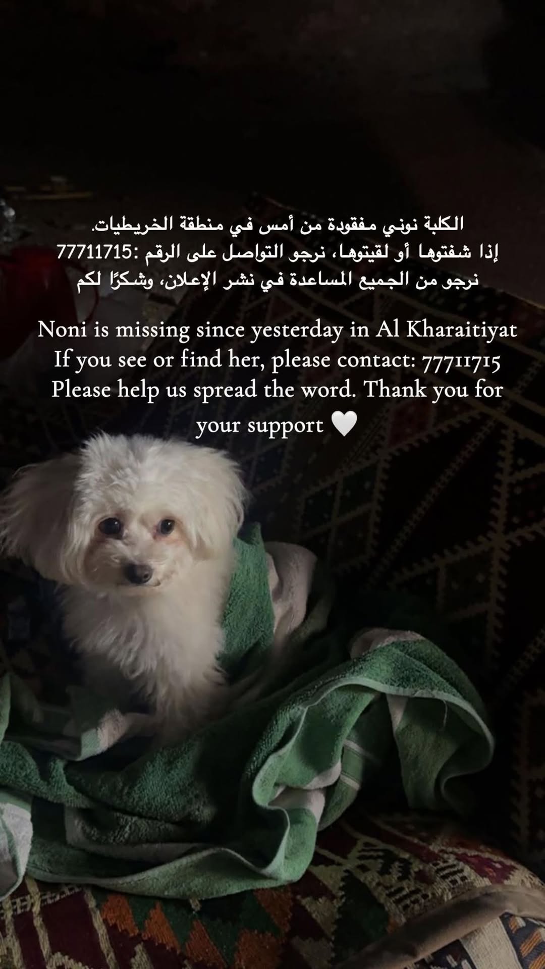 Lost Dog in Al Kharaitiyat