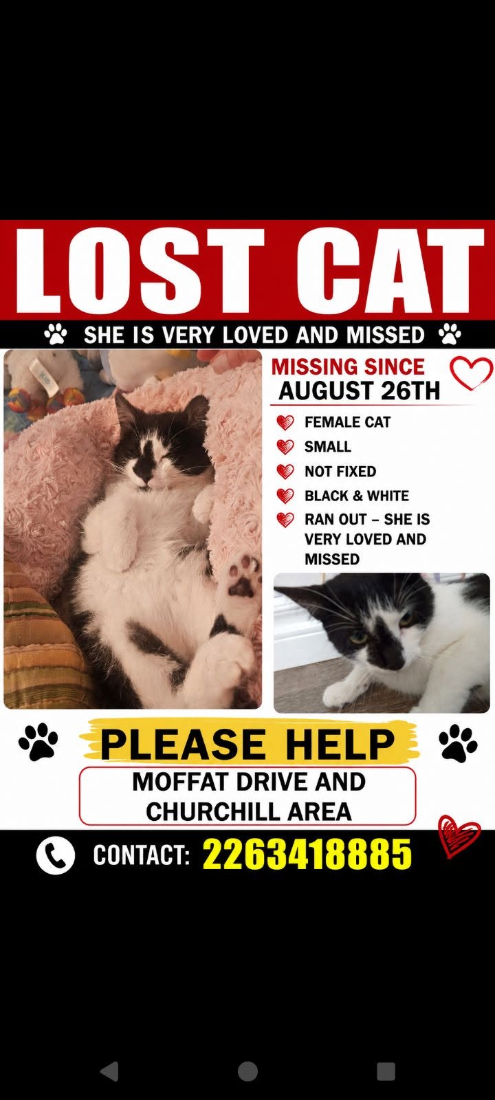 Lost Cat in Kitchener