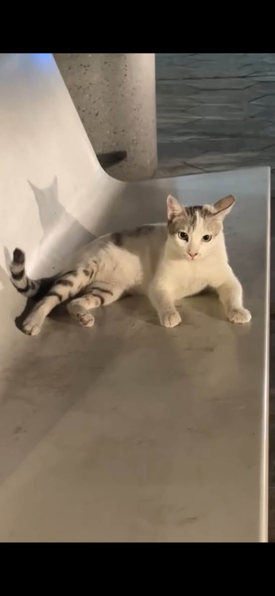 Lost Cat in Doha