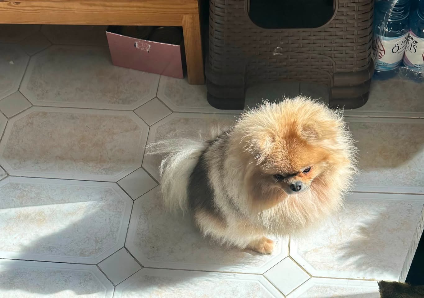 Lost dog