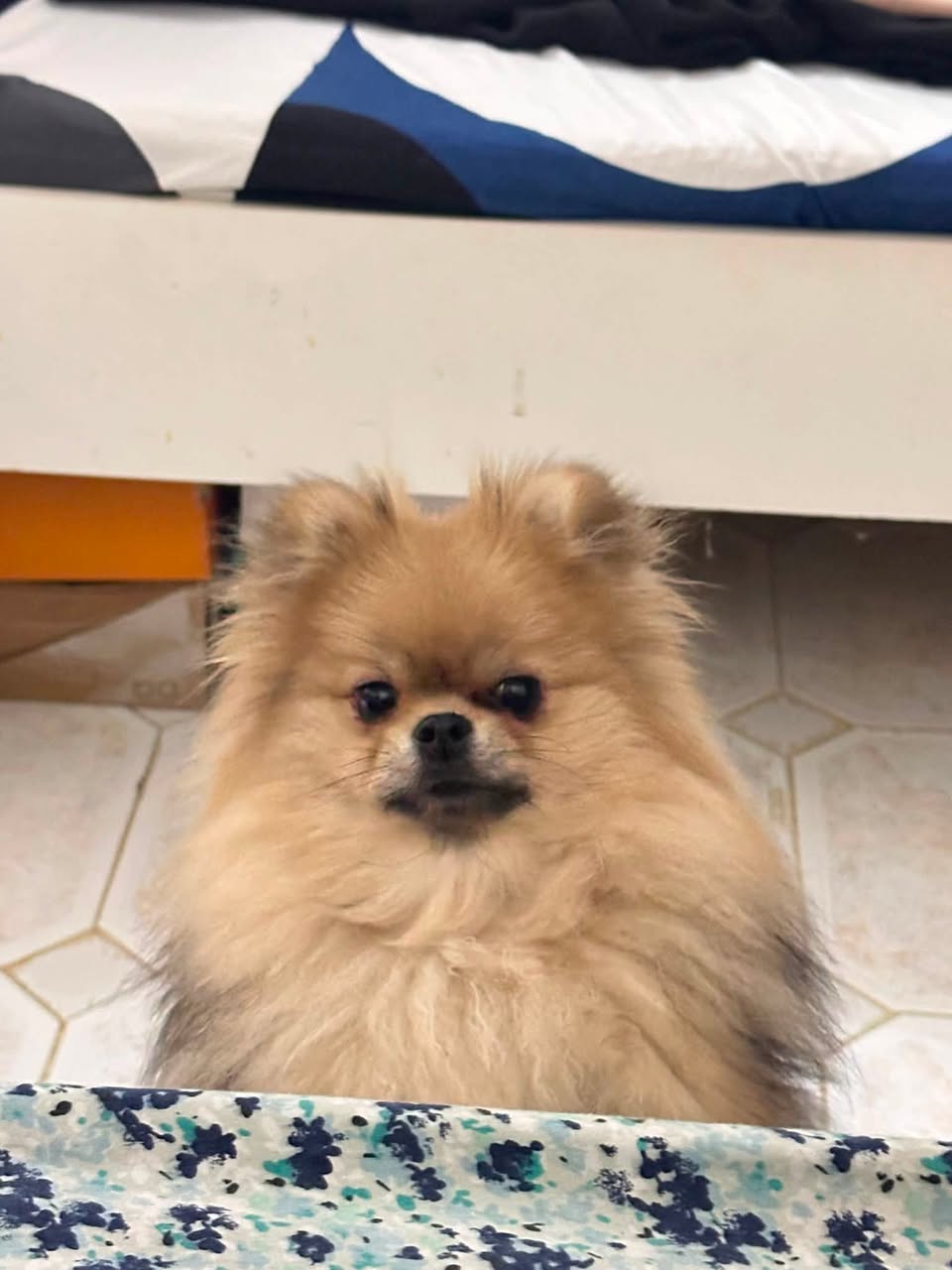 Lost Dog in Doha