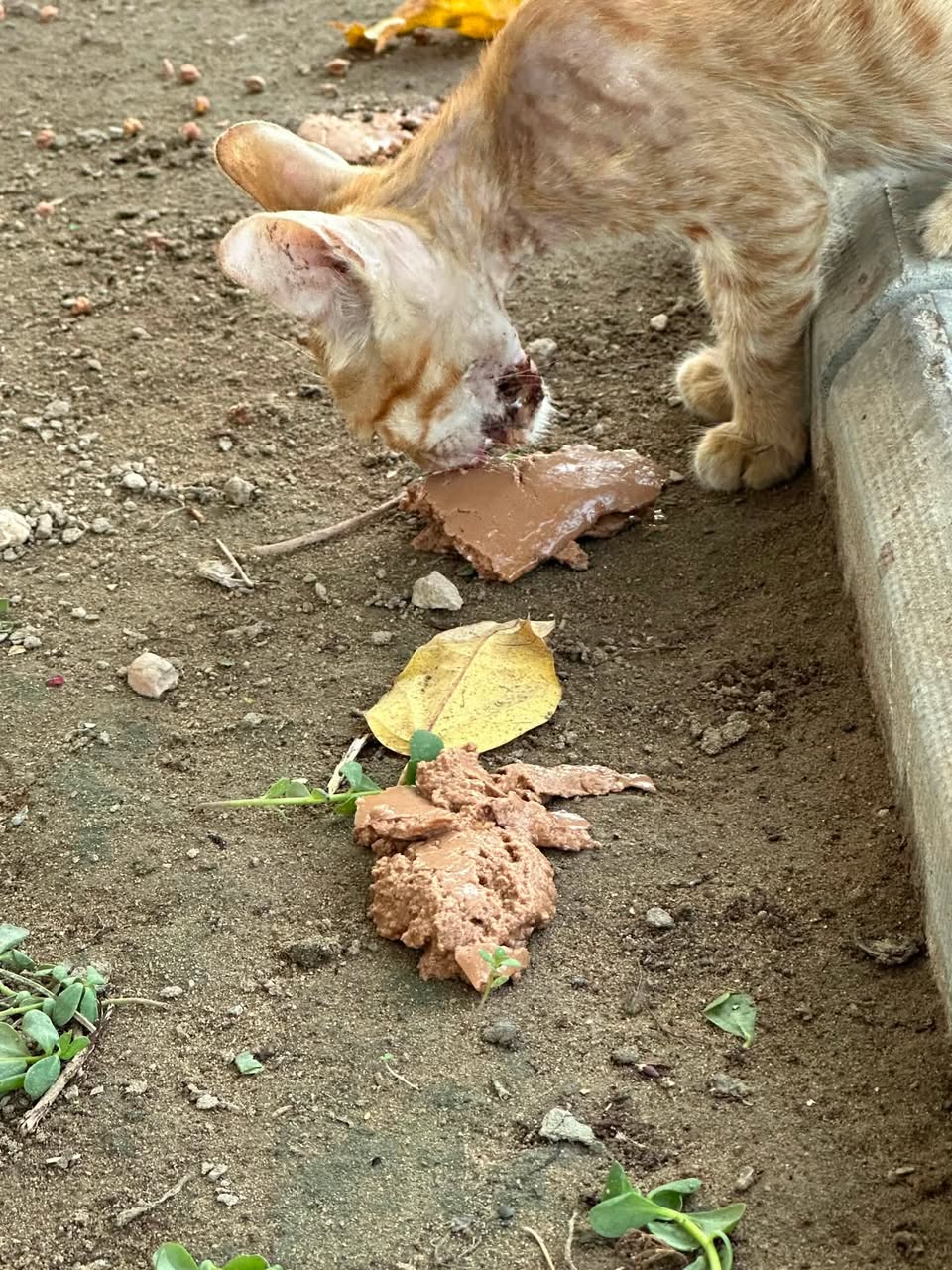 Found cat