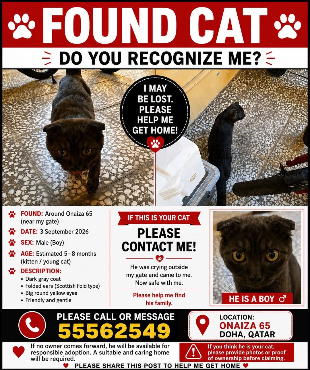 Found cat