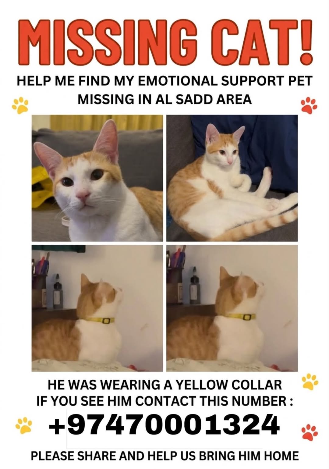 Lost Cat in Doha