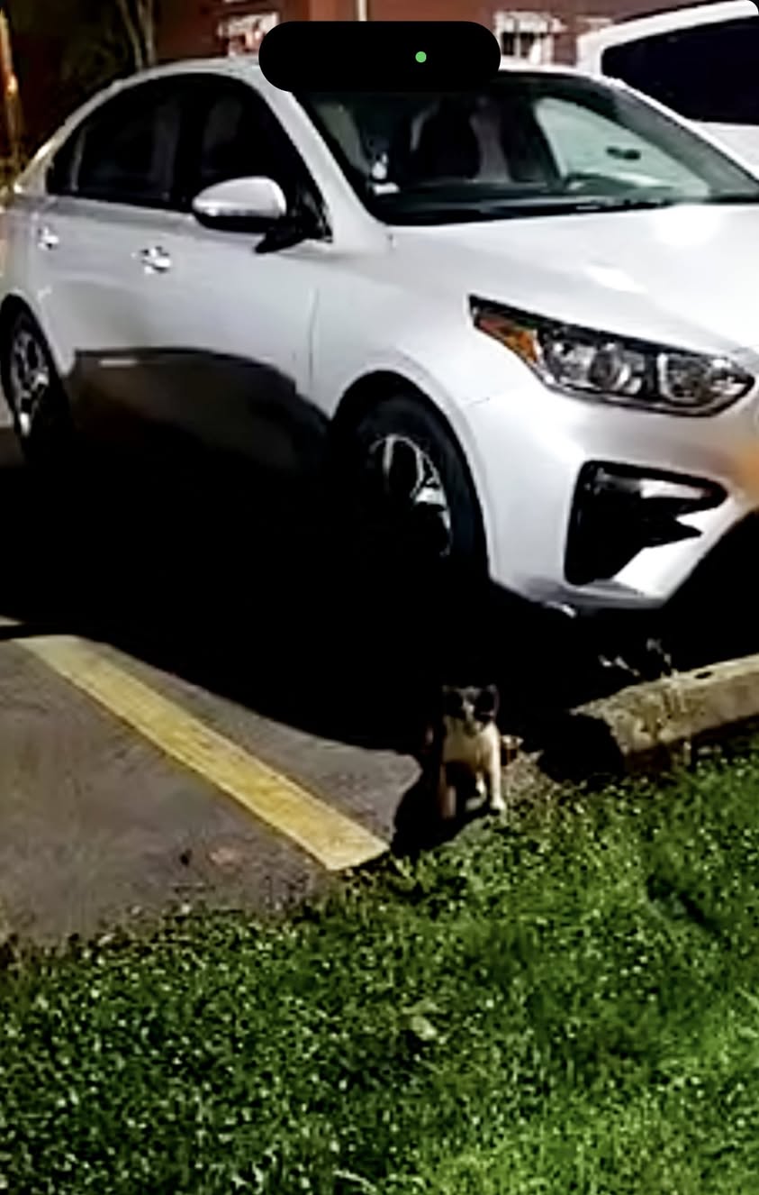 Found cat