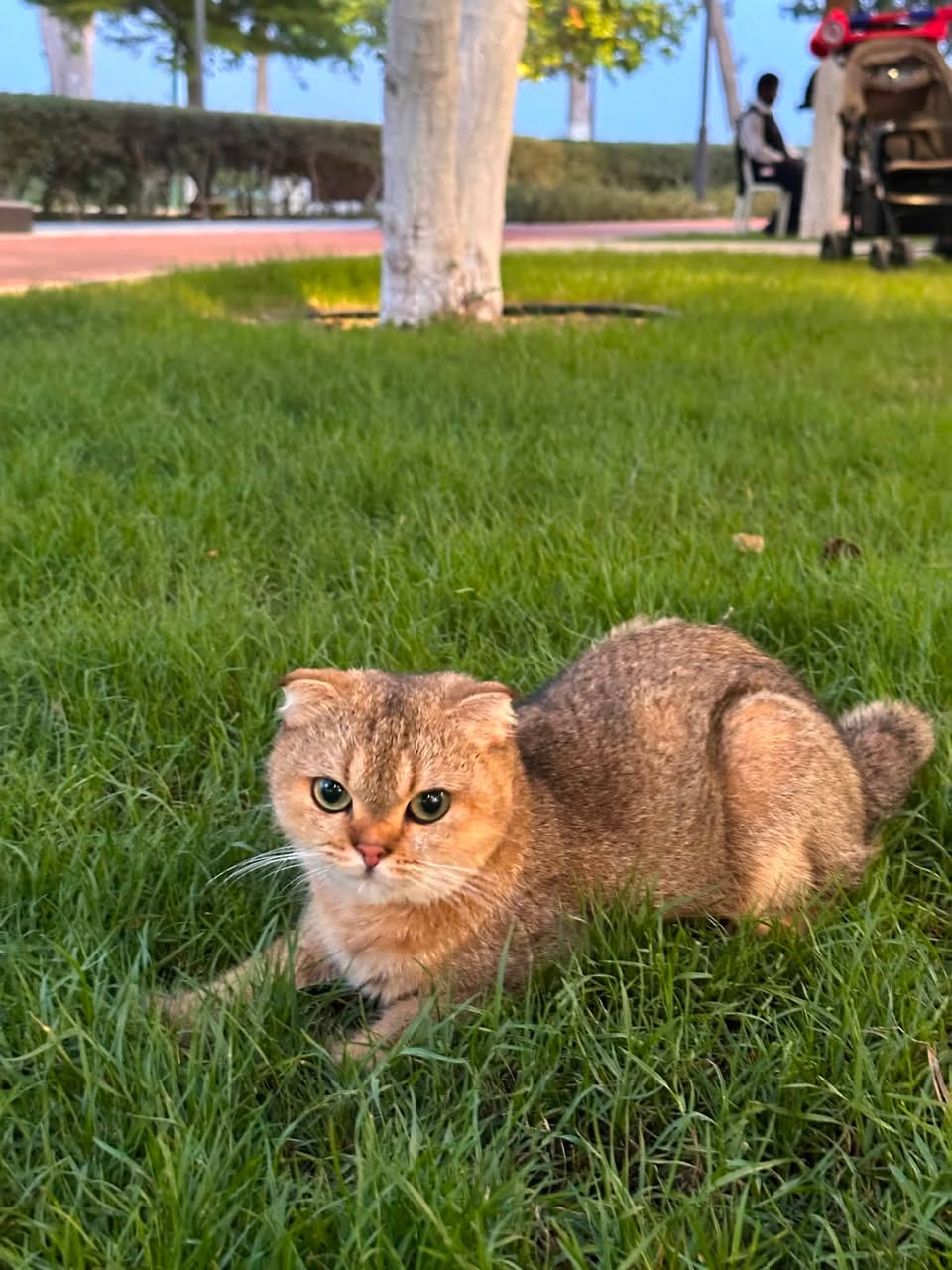 Found cat