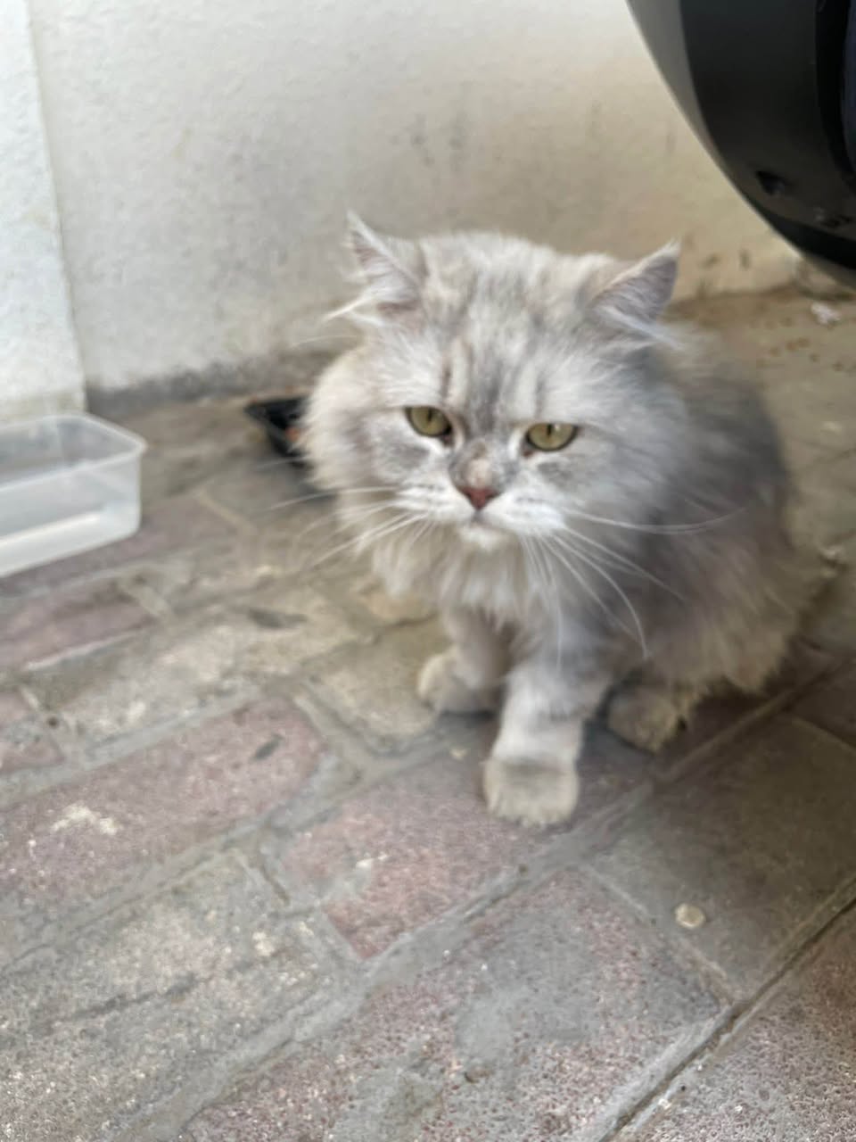 Found cat