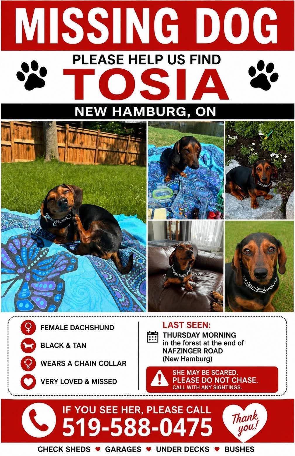 Lost dog