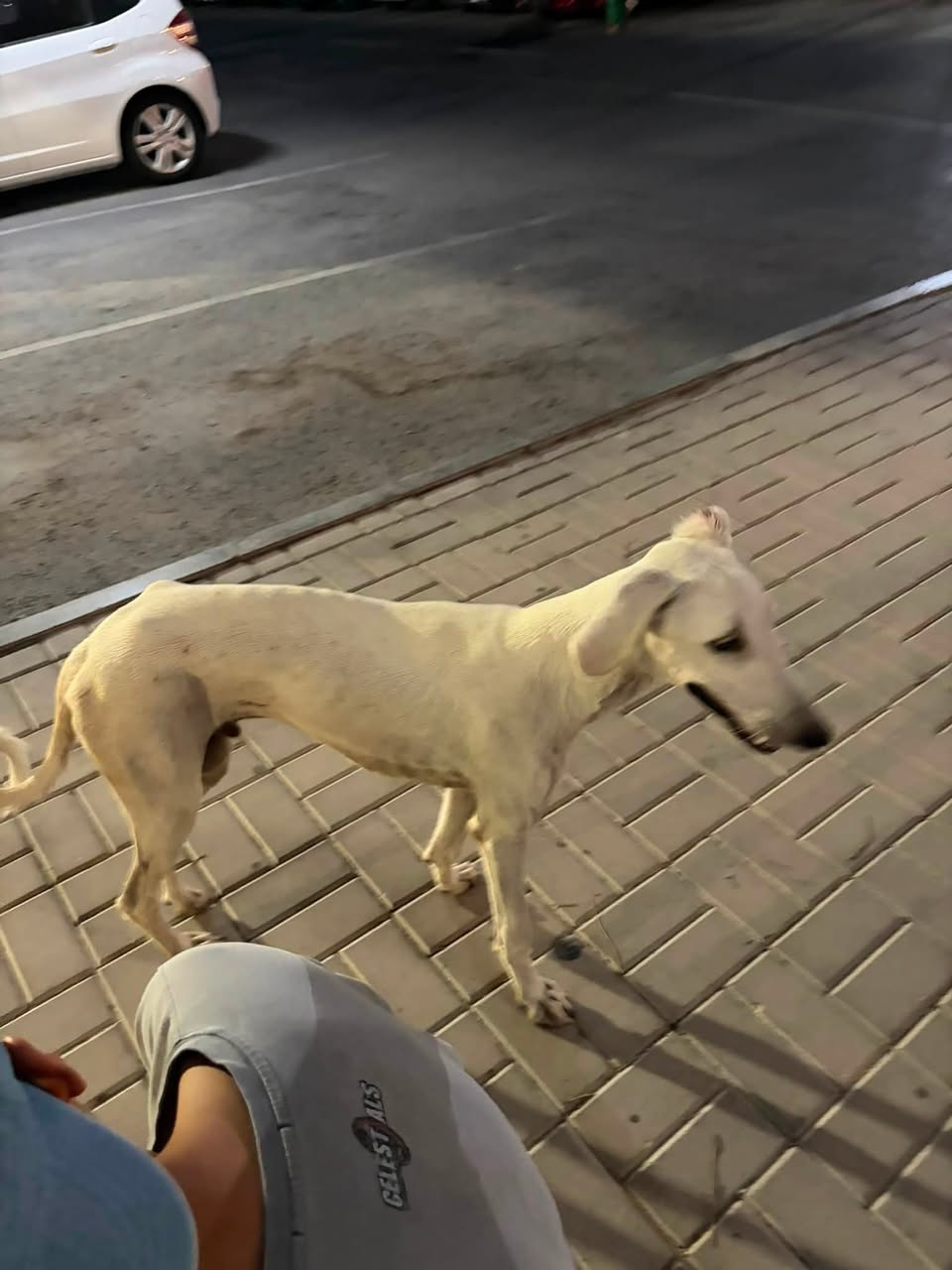 Found dog