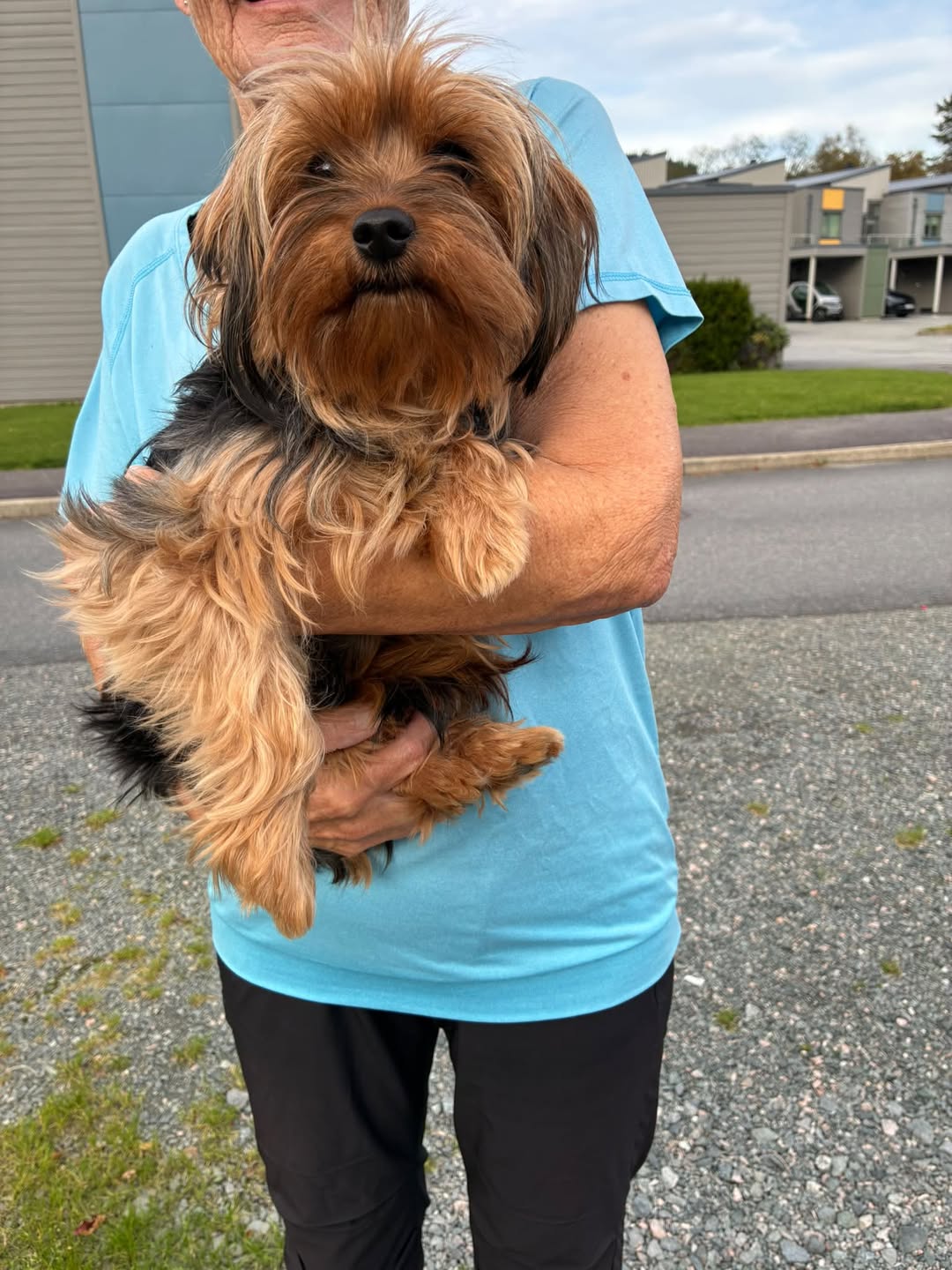 Found dog