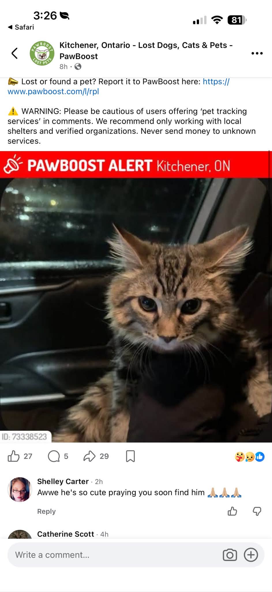 Lost Cat in Kitchener