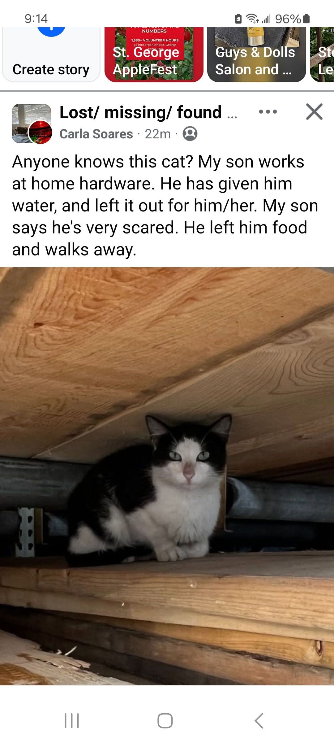 Lost Cat in Kitchener