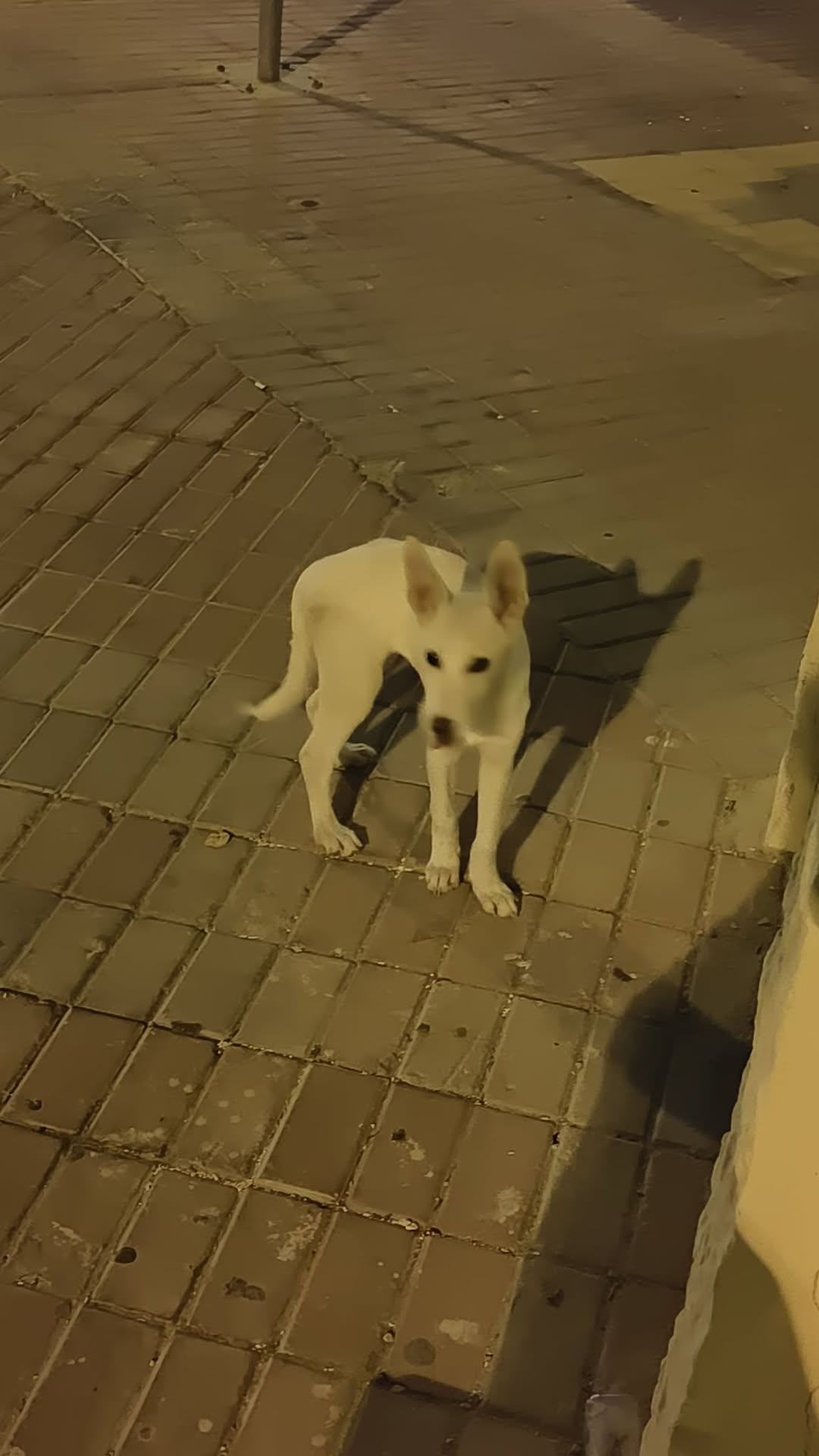 Found dog