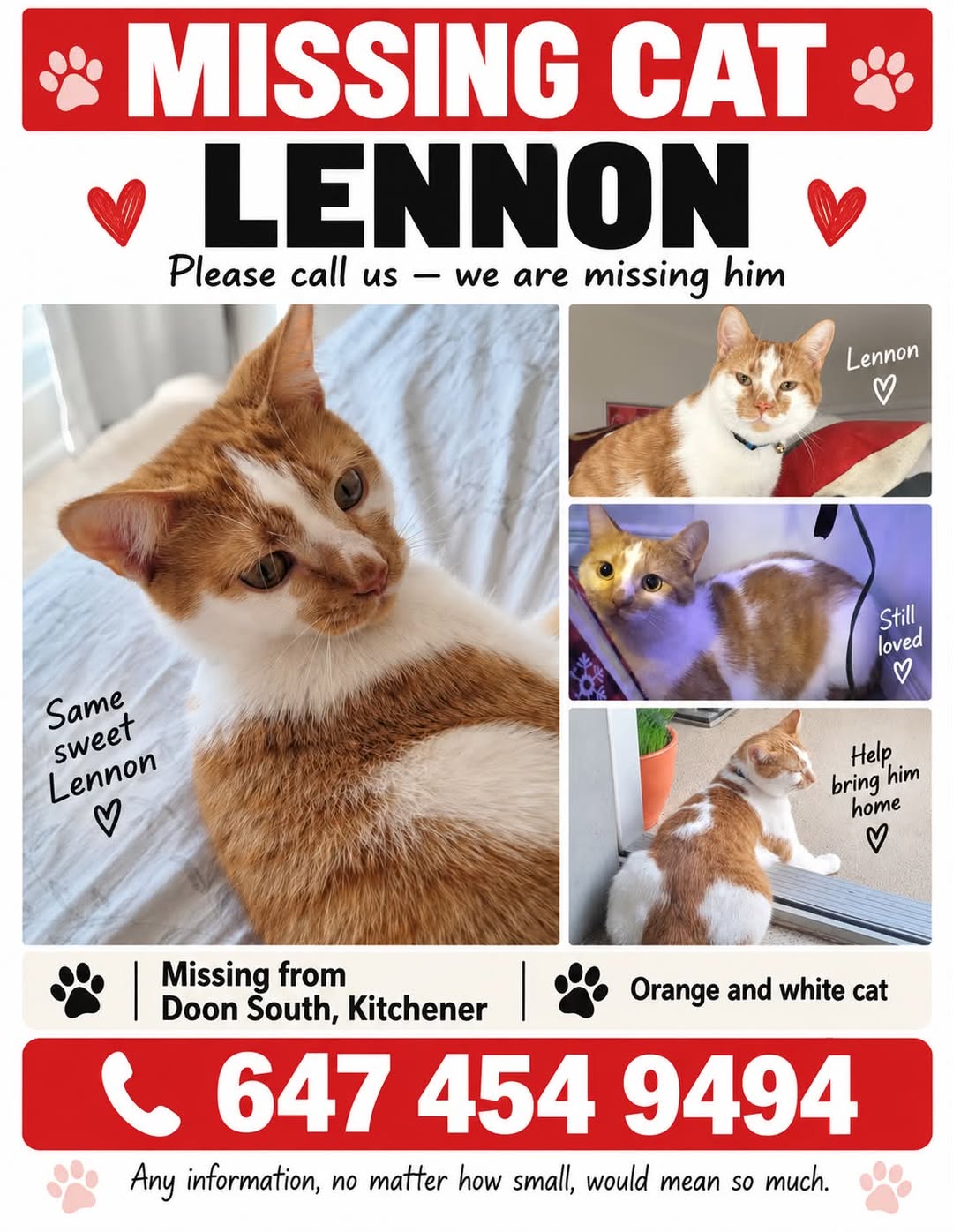 Lost cat
