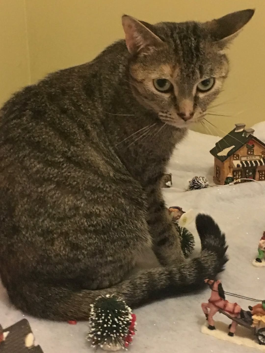 Lost cat