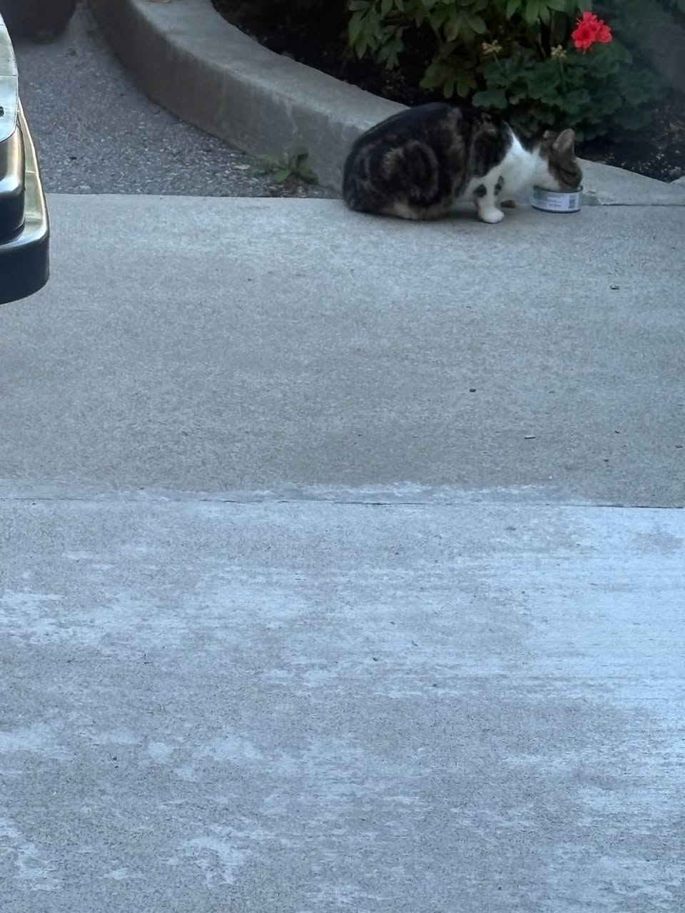 Found cat