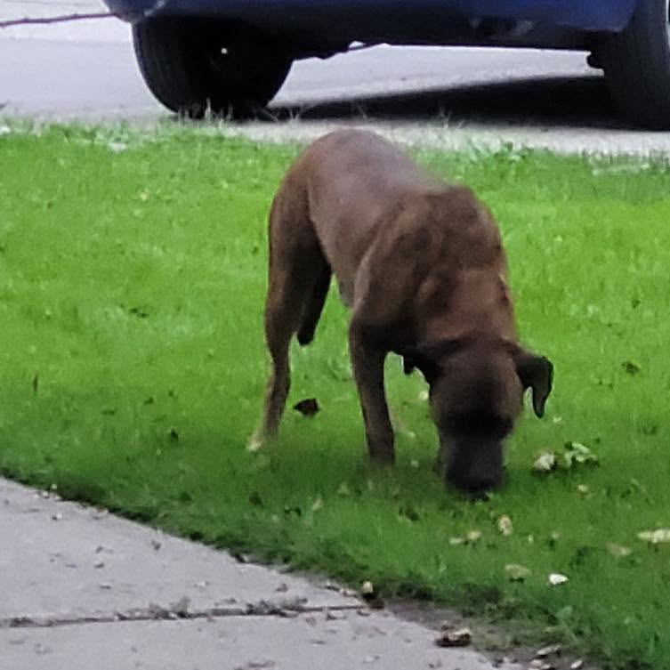 Found Dog in Waterloo