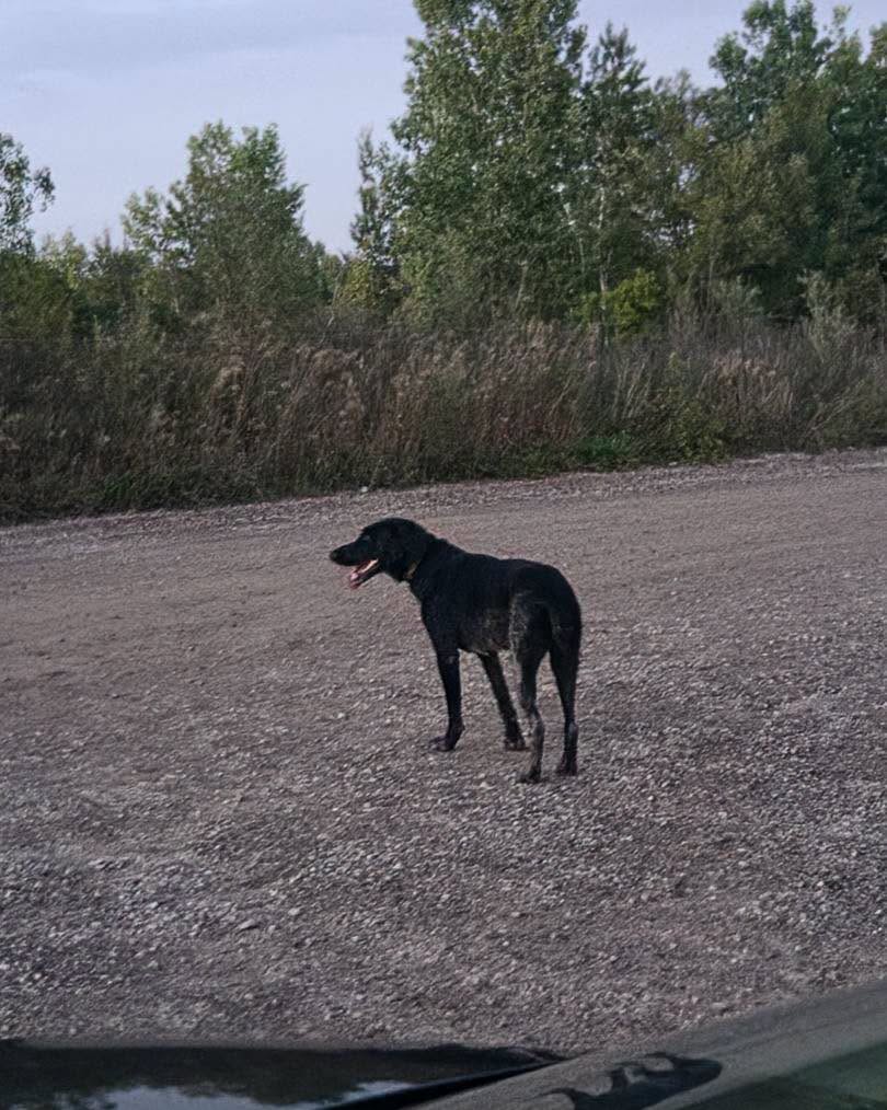 Found Dog in Snyders Flats Parking Lot
