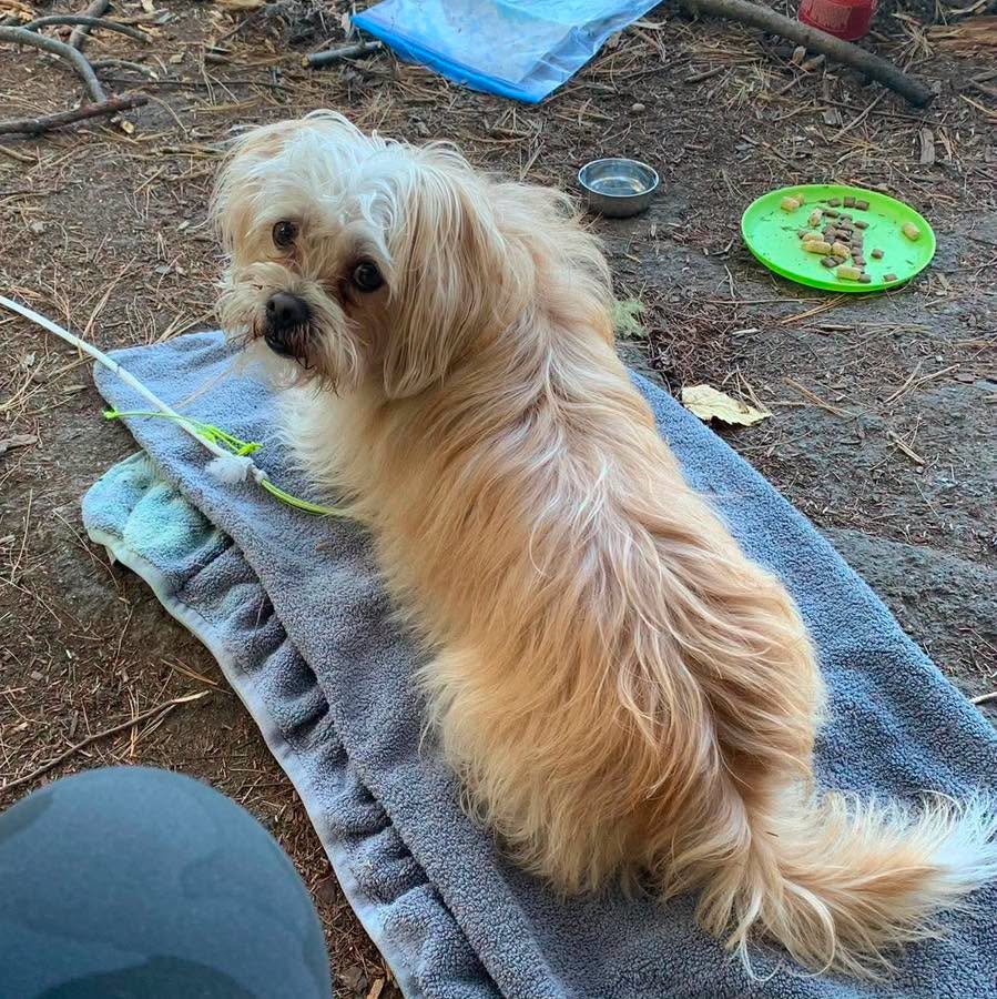 Lost Dog in Maryhill