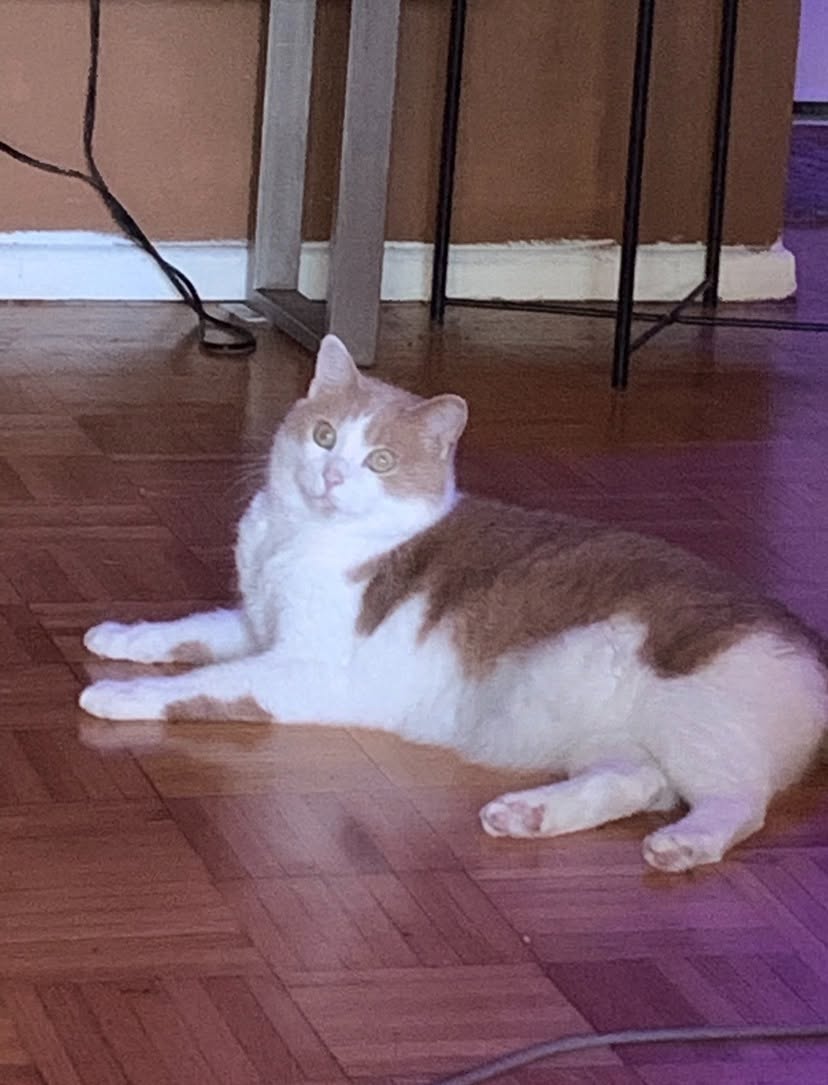 Lost Cat in Highland And Fischer-Hallman