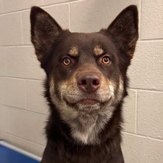 Found Dog in Mitchell