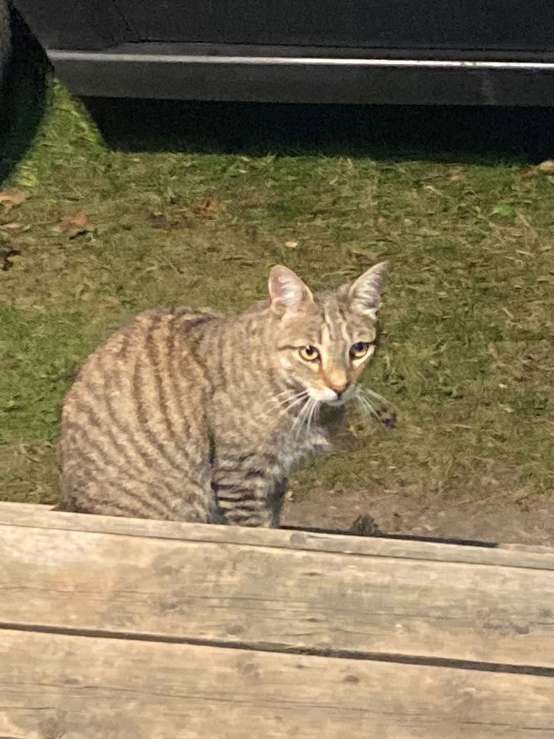 Found cat