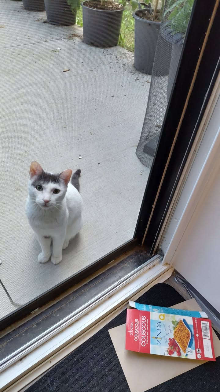 Found cat