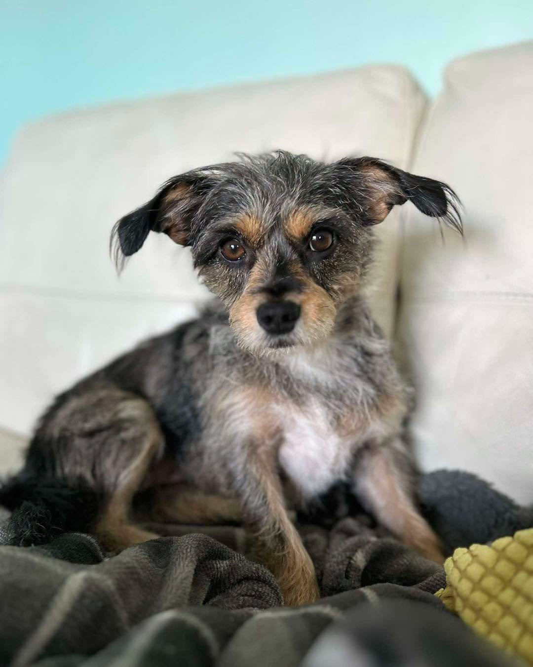Lost dog