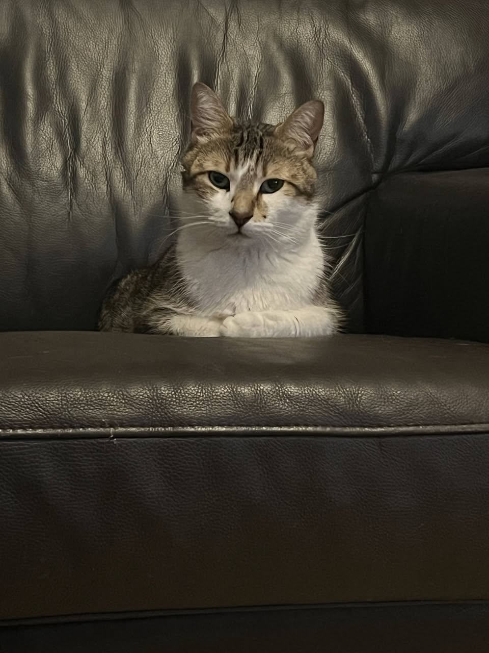 Lost Cat in Kitchener