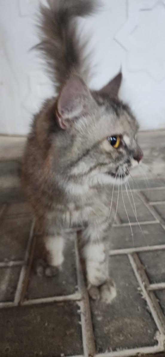 Found cat