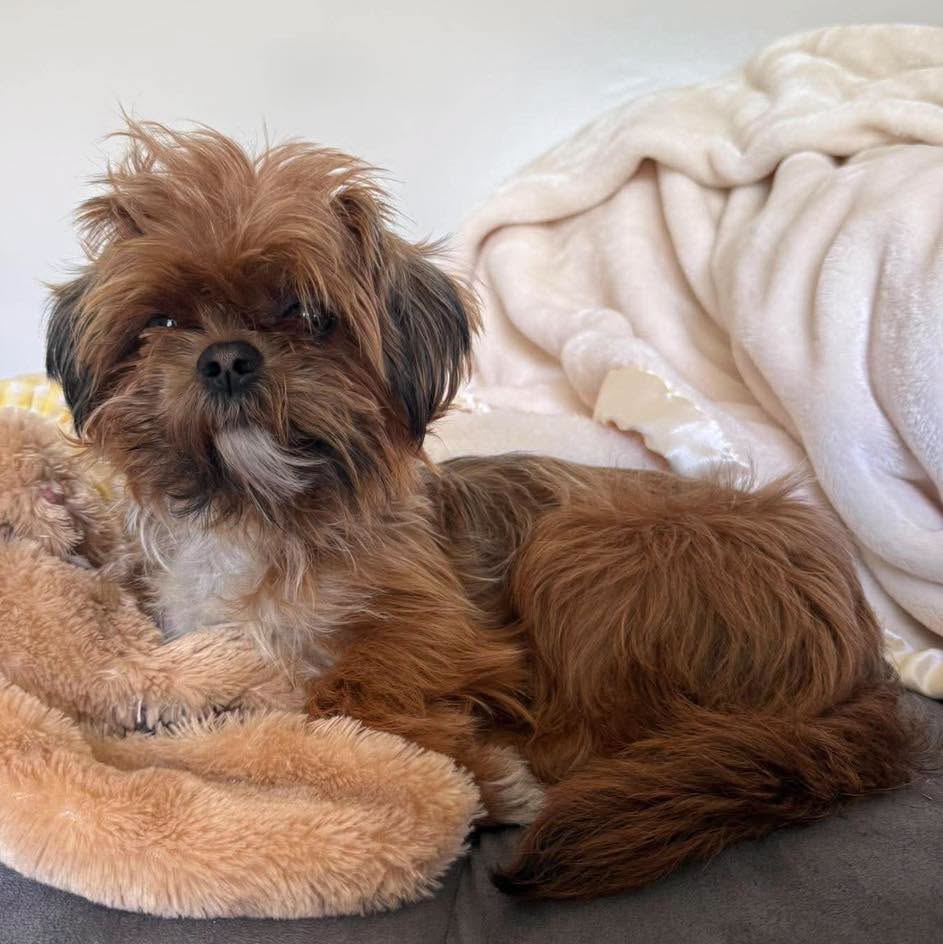 Lost Dog in Cambridge