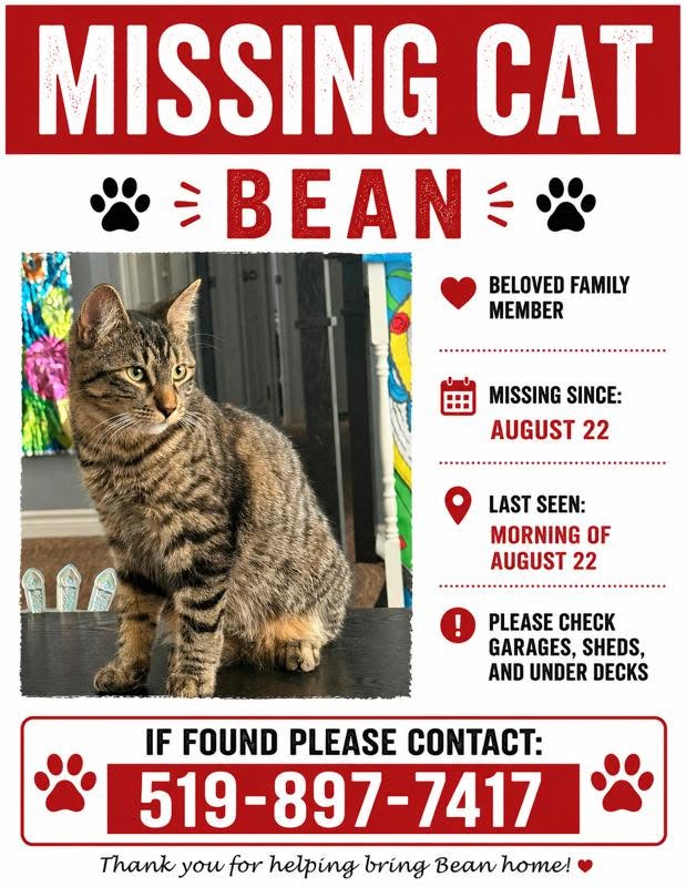 Lost Cat in Kitchener