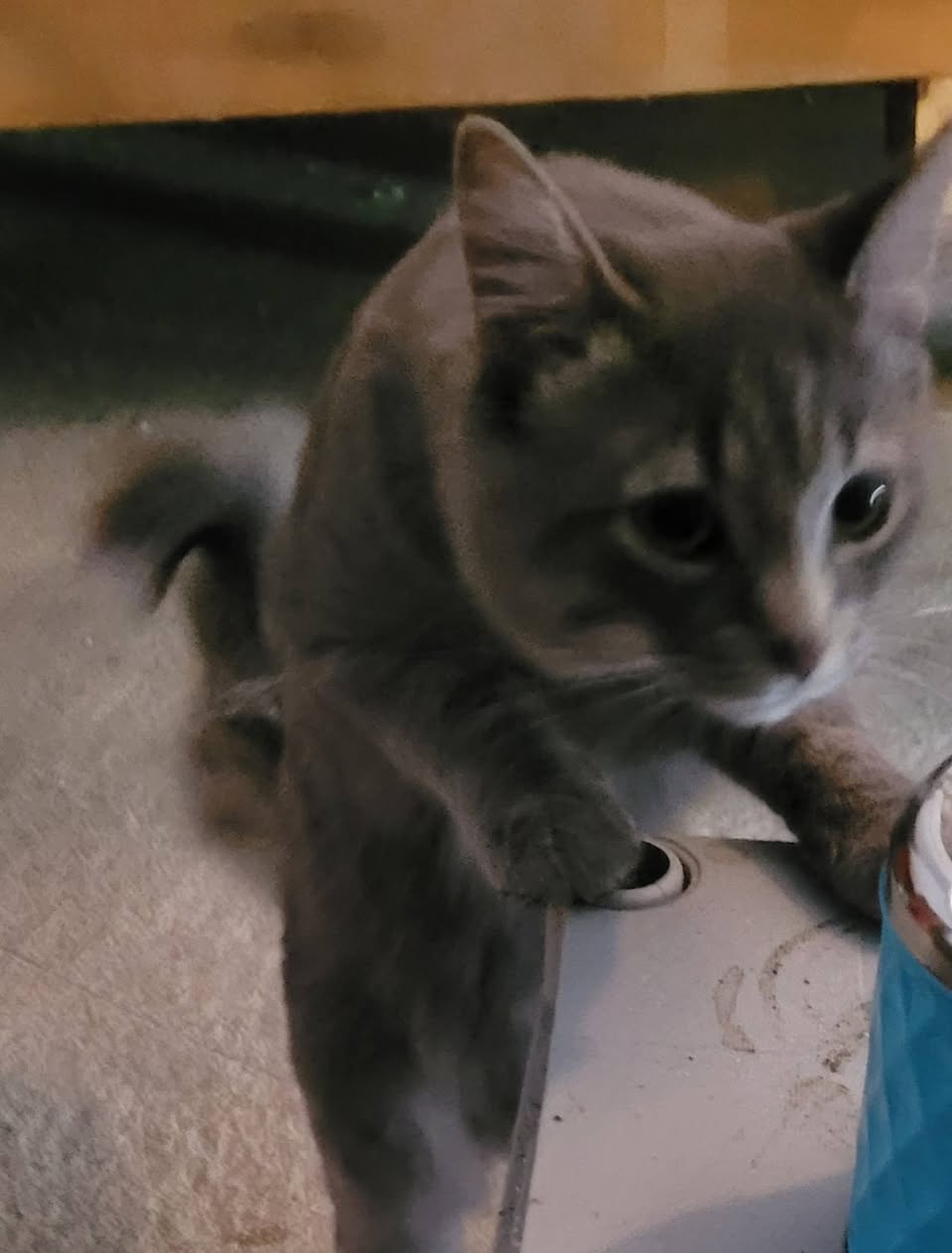 Found cat