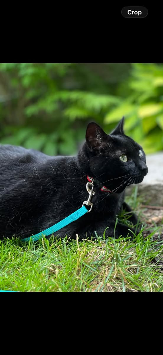 Lost cat