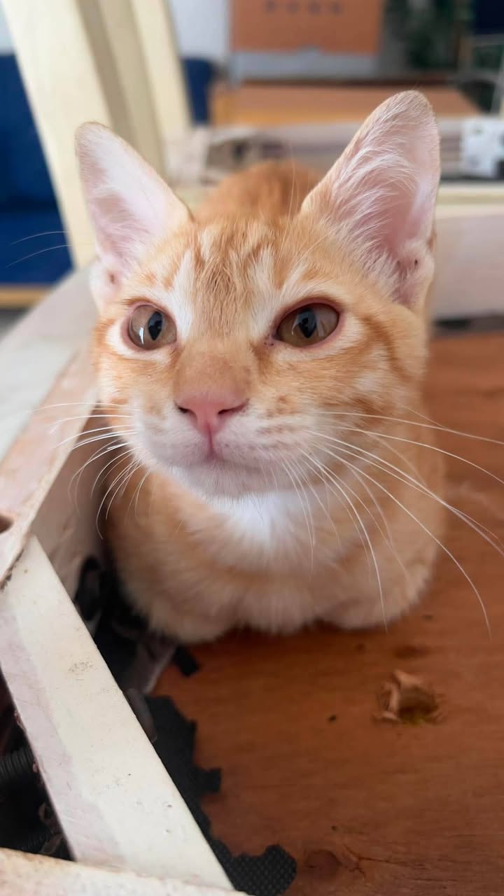 Lost Cat in Doha