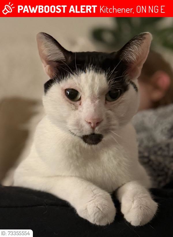 Lost cat