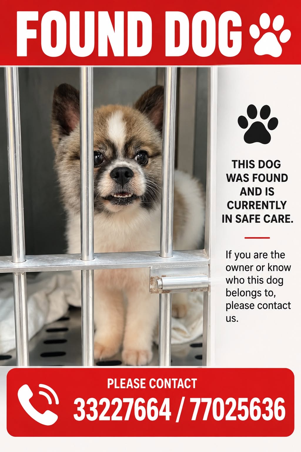 Found Dog in Doha