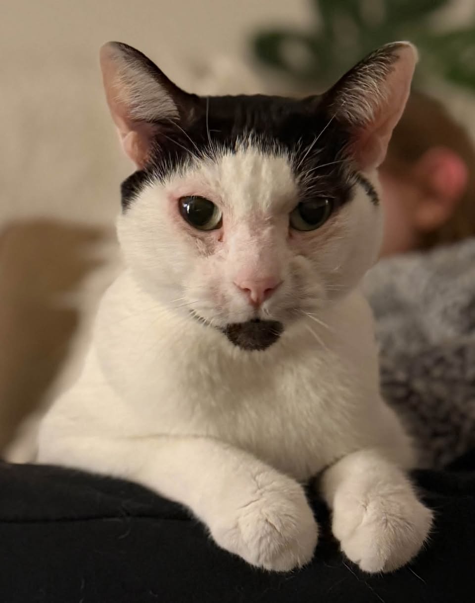 Lost cat