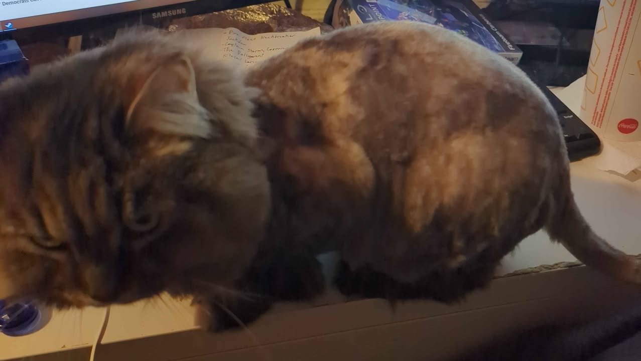 Lost cat