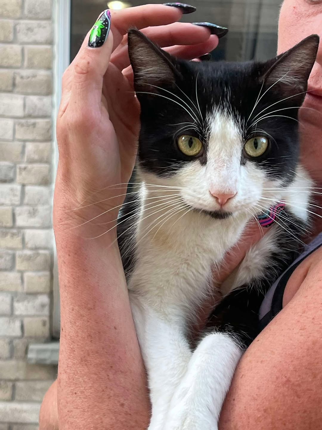 Found cat