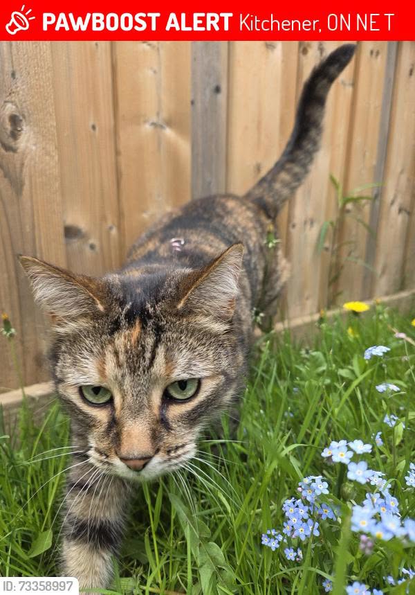 Lost cat