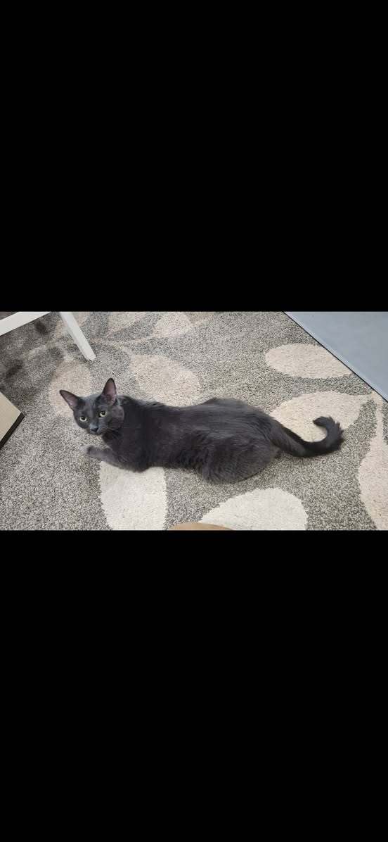 Lost Cat in Kitchener